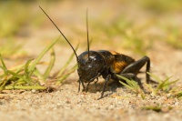 Cvrcek polni - Gryllus campestris - Field Cricket 9482